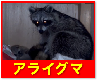 アライグマ