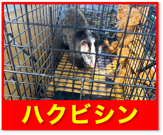 ハクビシン