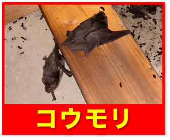 コウモリ