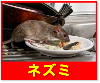 ネズミ