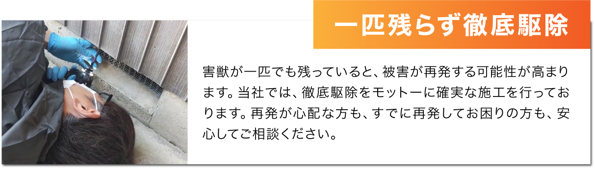 駆除の様子